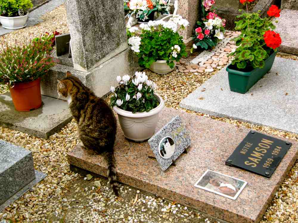 El gato se sienta en el suelo para recibir mascotas.