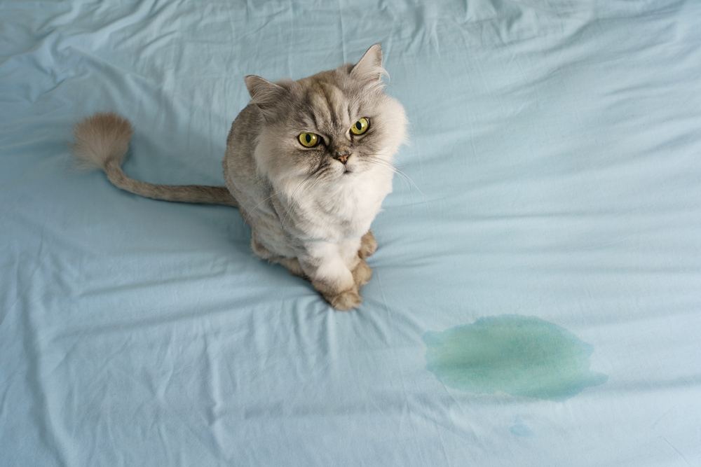 Gato sentado cerca de un lugar húmedo o con orina en la cama