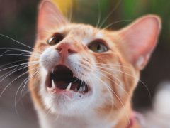 The image captures a playful moment of a cat vocalizing for treats, showcasing their interaction and excitement.