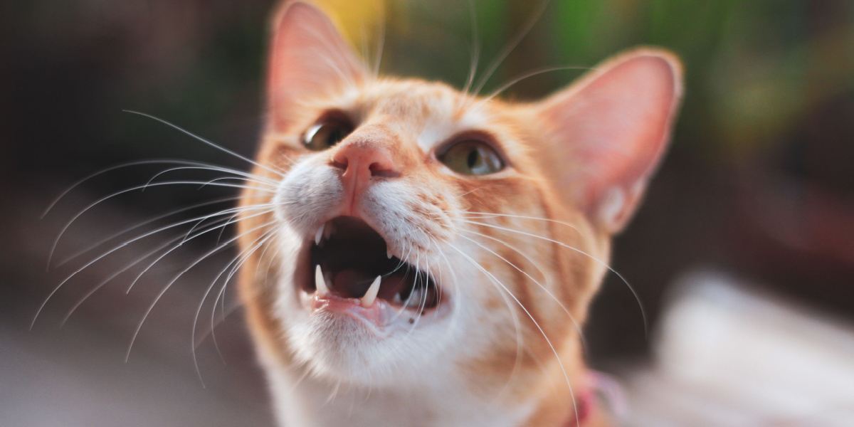 La imagen captura un momento lúdico en el que un gato vocaliza pidiendo golosinas, mostrando su interacción y entusiasmo.