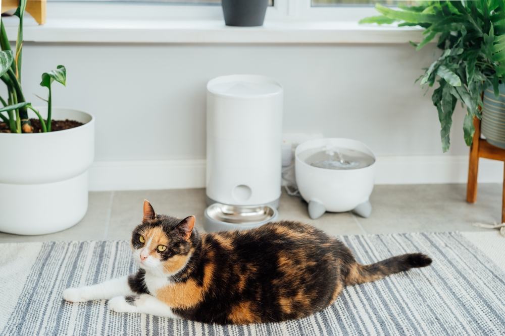 Gato esperando comida cerca de un comedero inteligente