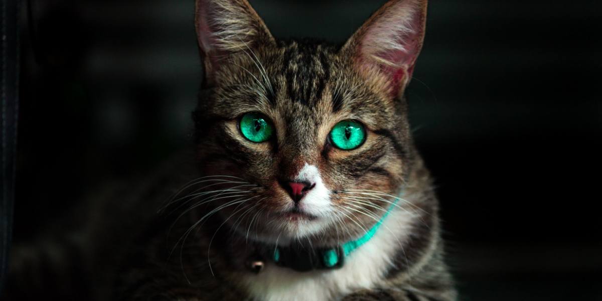 Un misterioso gato negro con fascinantes ojos verdes brillantes, que evocan un aura encantadora y cautivadora.