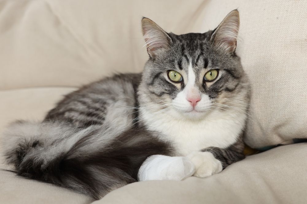 Gato herido con una dolencia en una pata, lo que demuestra vulnerabilidad. La imagen muestra a un gato con malestar, lo que resalta una posible lesión en una de sus patas.