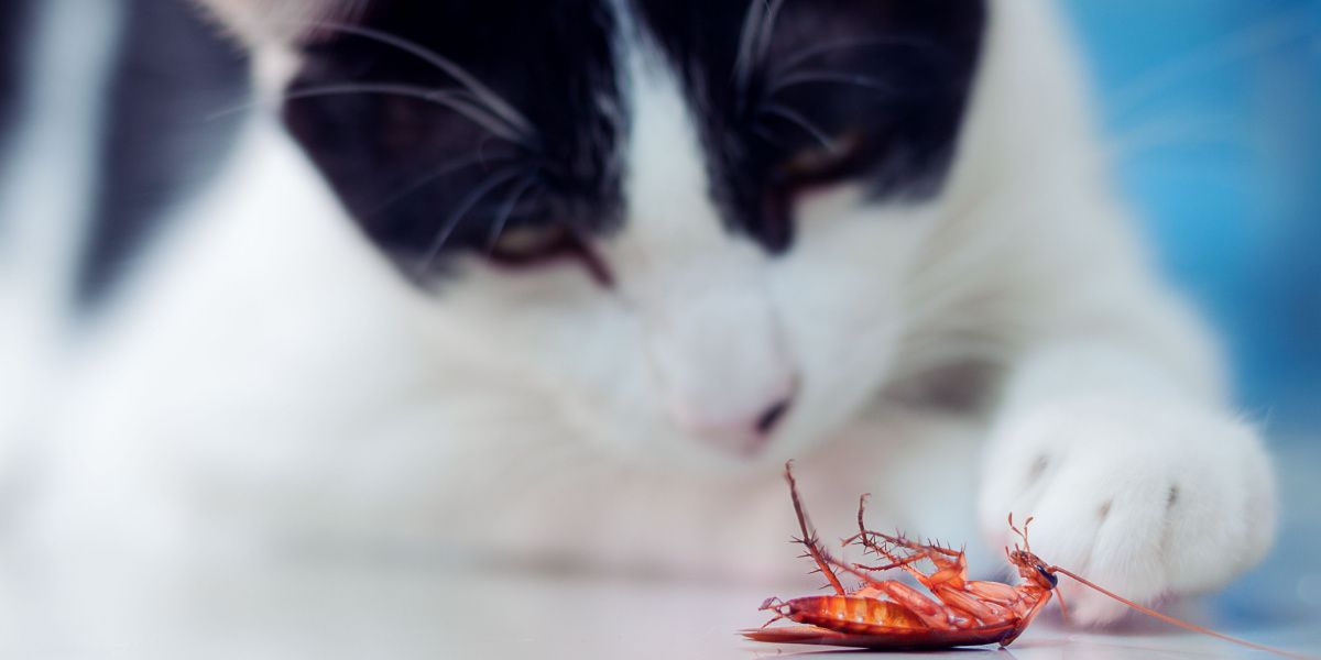 Una imagen que muestra un gato y una cucaracha, posiblemente representando la interacción del gato con el insecto.