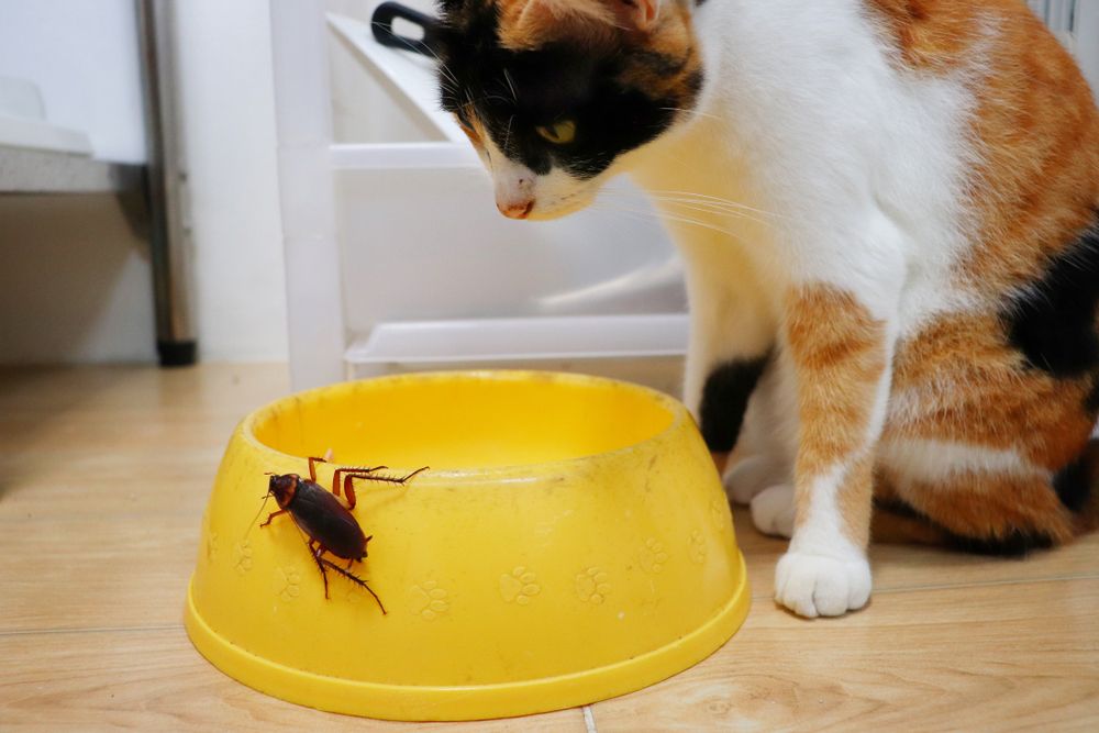 Cucaracha en un recipiente amarillo y gato mirándola fijamente