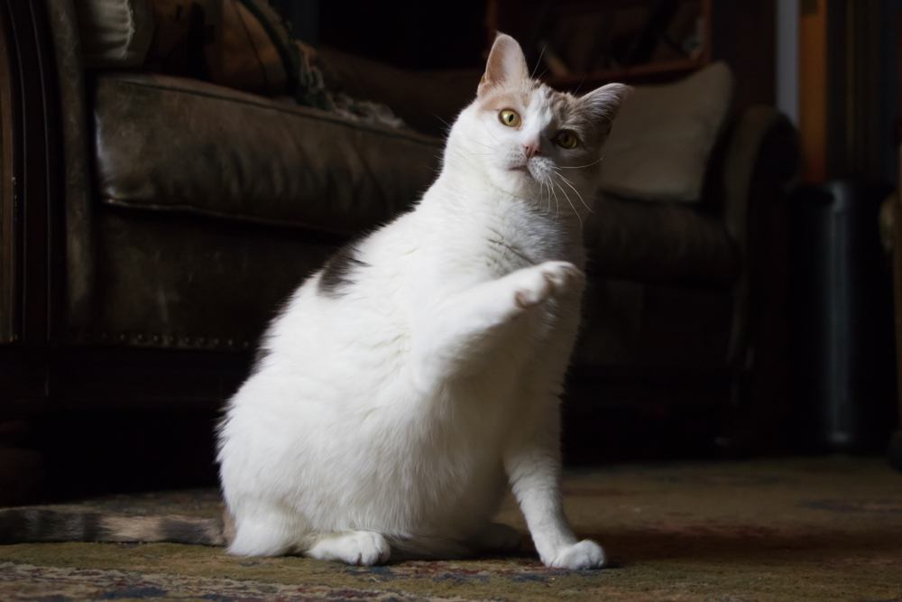 Una imagen divertida que captura a un gato confundido con una pata levantada de manera inquisitiva, lo que refleja la naturaleza curiosa e inquisitiva del felino mientras navega por sus alrededores.