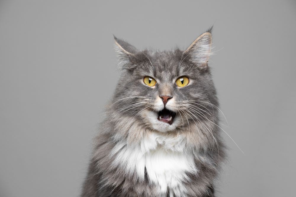 Lindo gato Maine Coon atigrado azul y blanco.