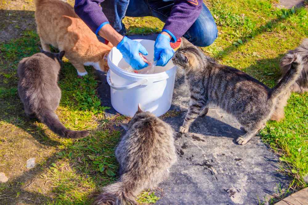 Alimentando a los gatos callejeros