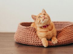 ginger tabby kitten in a knitted pink cat bed