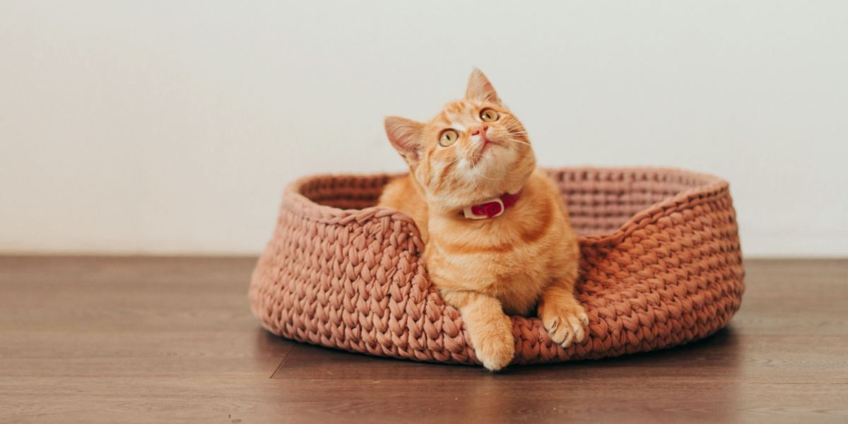 Gatito atigrado de color jengibre en una cama para gatos de punto rosa