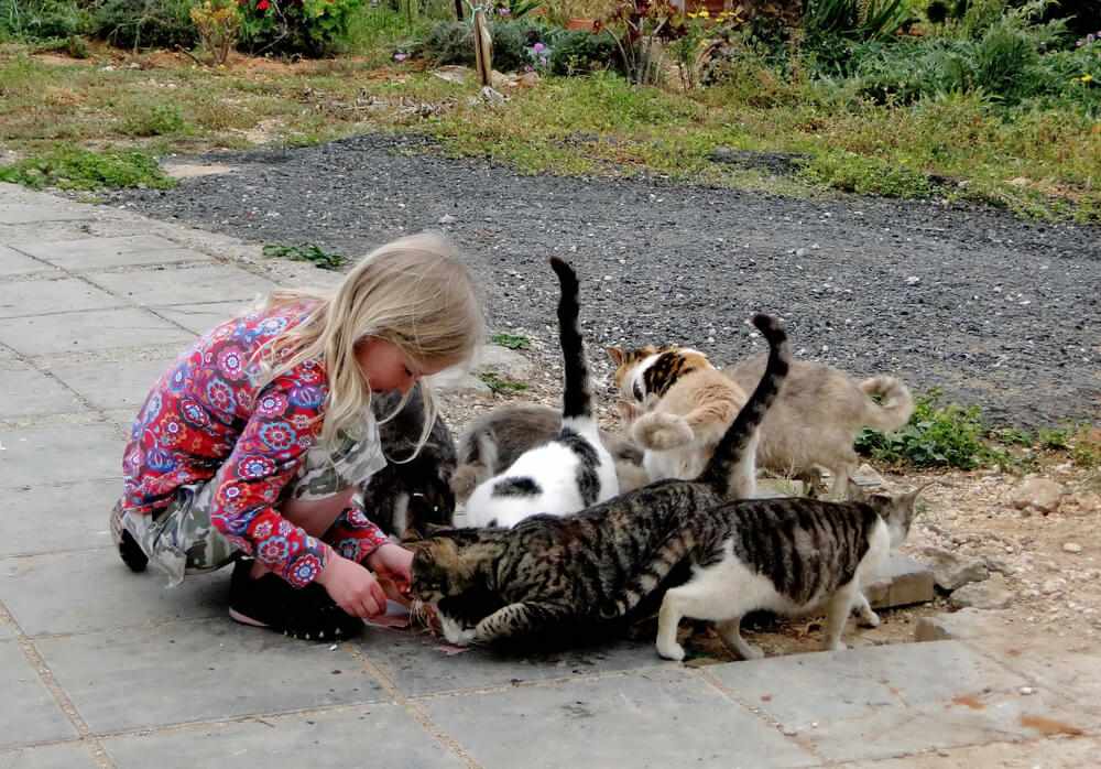 Niña alimentando gatos callejeros