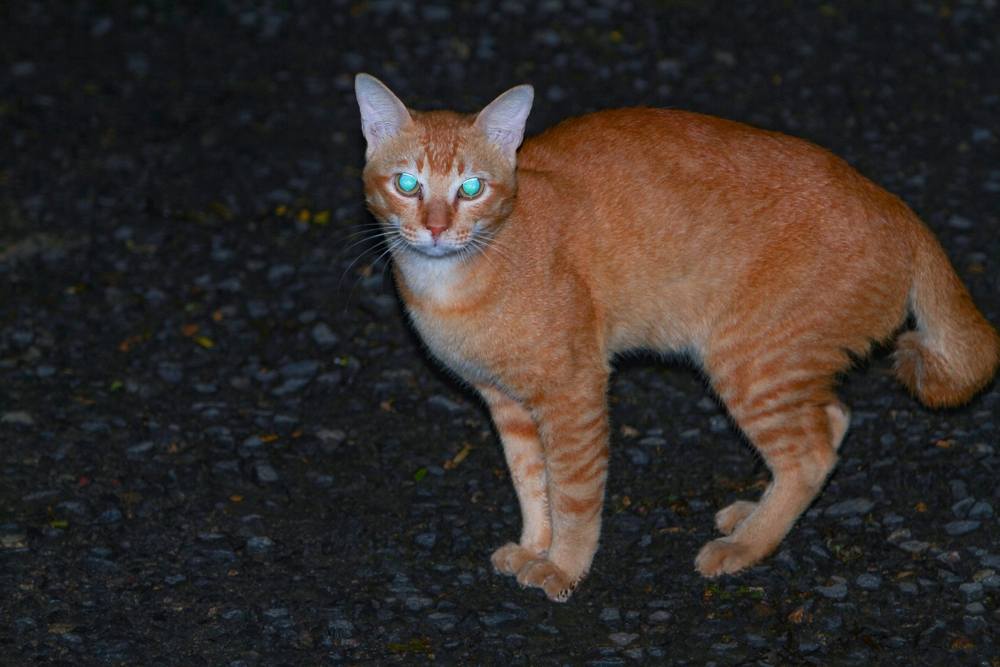 Ojos de gato de color naranja brillante por la noche