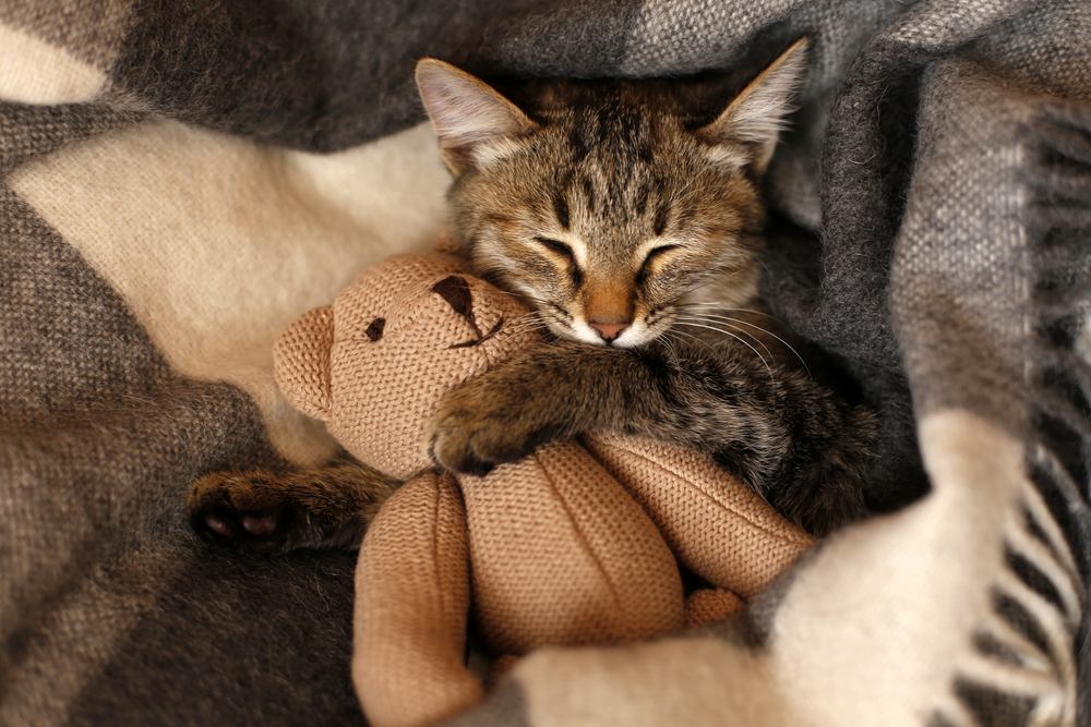 Gatito gris durmiendo sobre una manta de lana a cuadros gris abrazando un juguete de punto