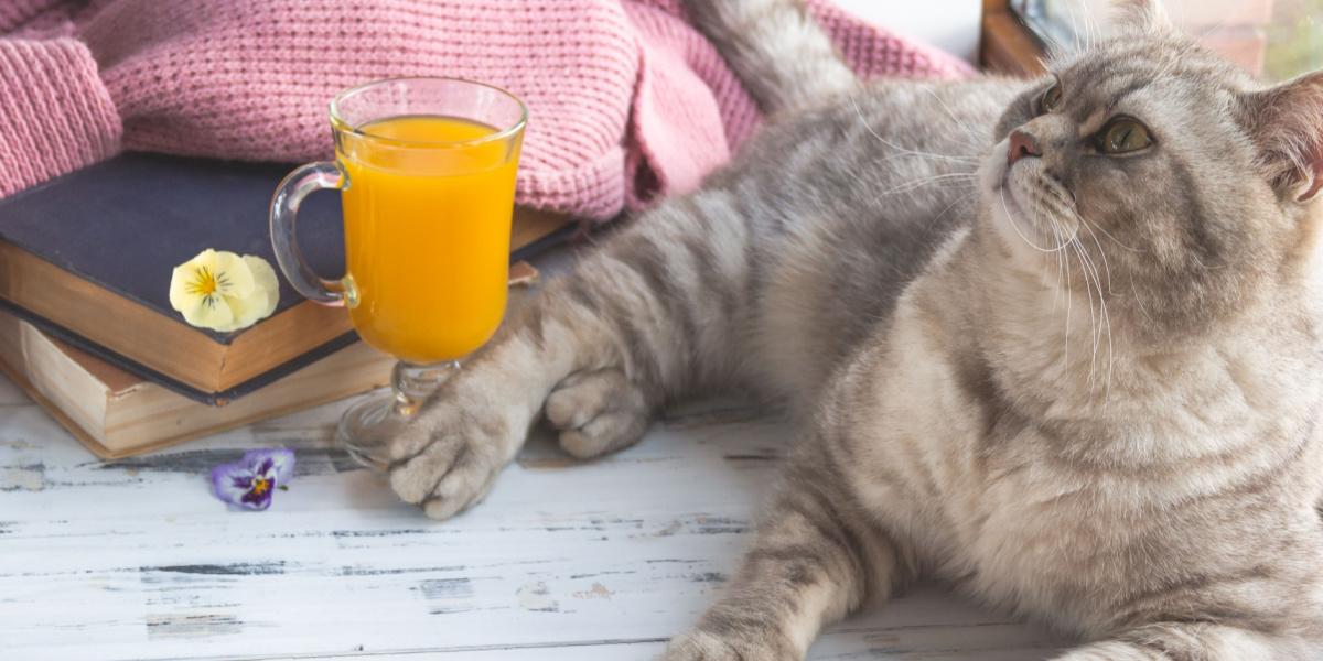 Gato escocés recto gris curioso cerca de un vaso de jugo de naranja