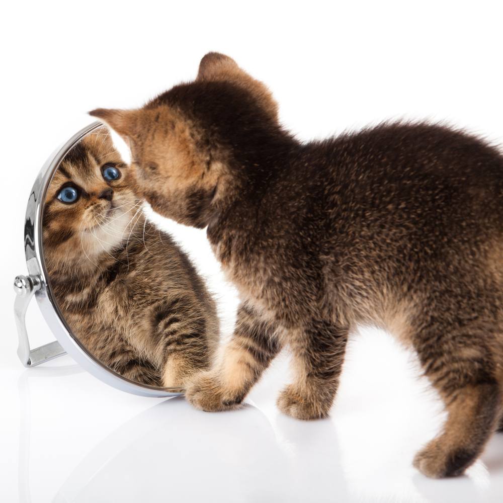 Gatito con ojos azules se mira en un espejo