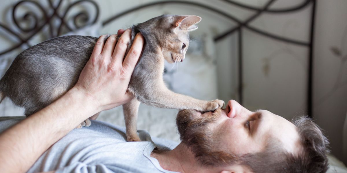 Hombre jugando con su gato gris en una cama.