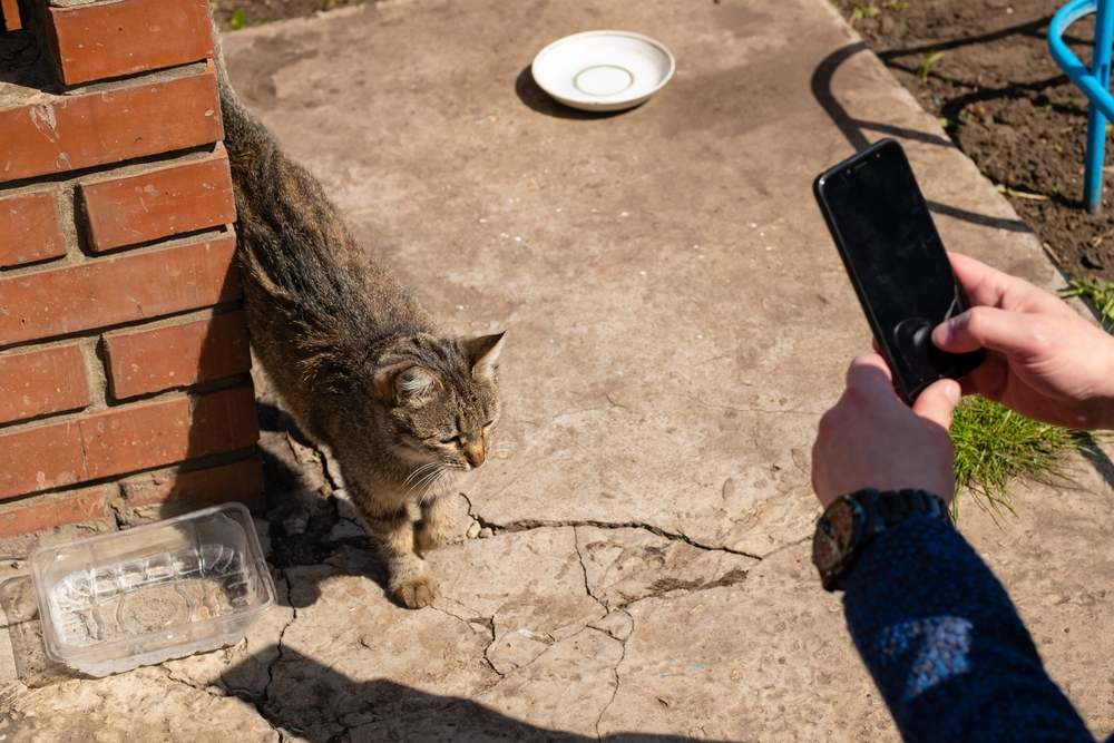 Un hombre toma fotografías de un gato callejero