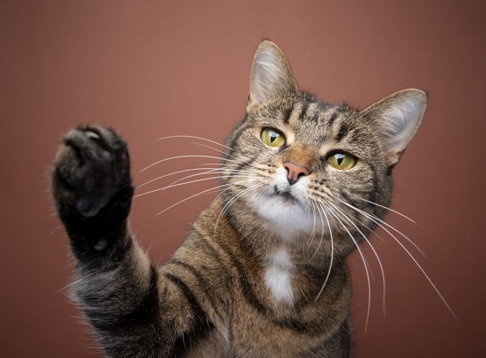 Gato atigrado de pelo corto juguetón levantando la pata hacia la cámara