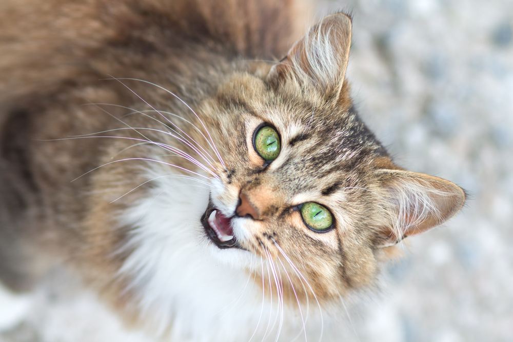 Retrato de un gato emitiendo un chillido.