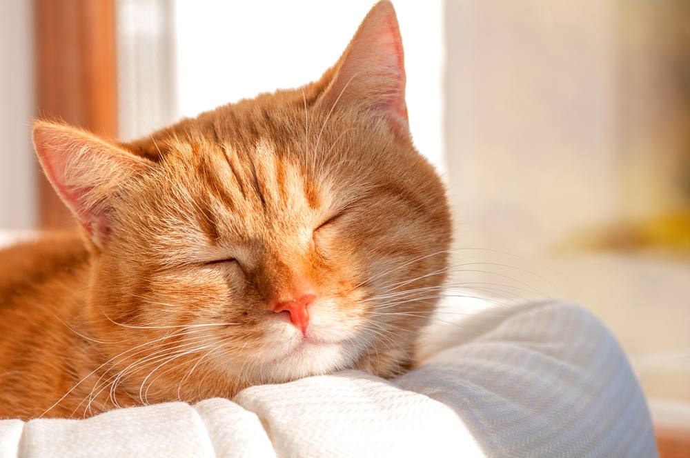 gato rojo tomando el sol