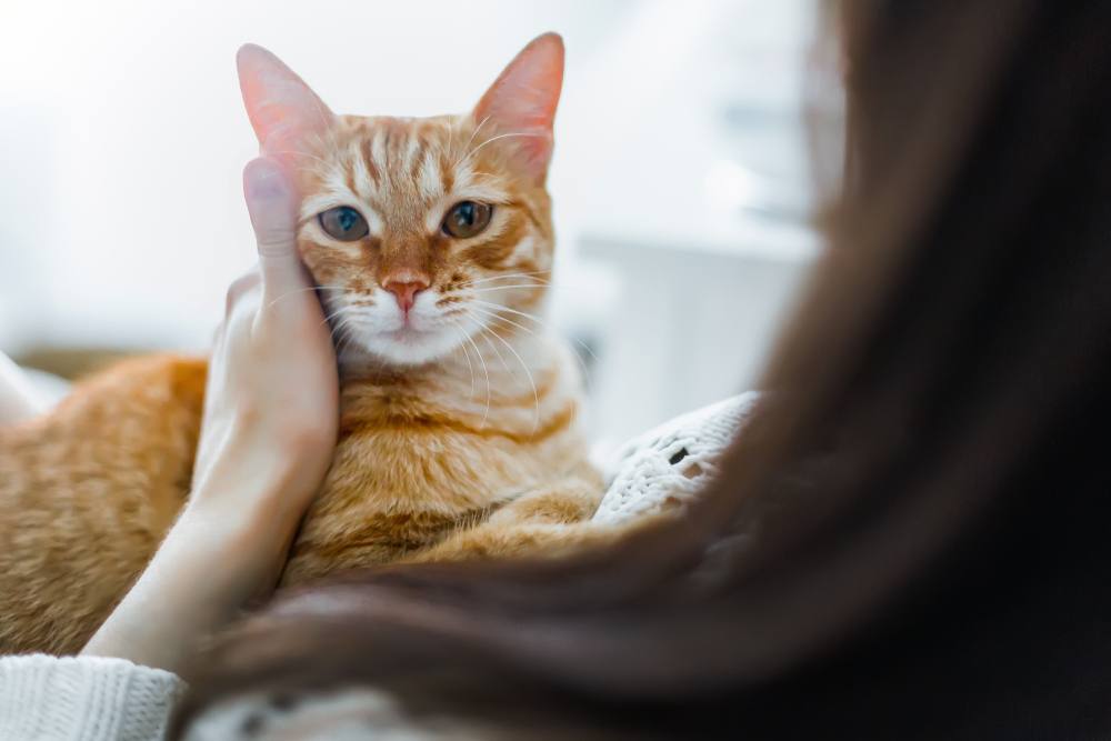 Un gato rojo acurrucado cómodamente en los brazos de una niña, ambos compartiendo un momento de conexión y compañerismo, ejemplificando el vínculo especial que puede existir entre los humanos y sus amigos felinos.