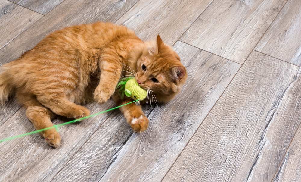 gato rojo jugando con juguete