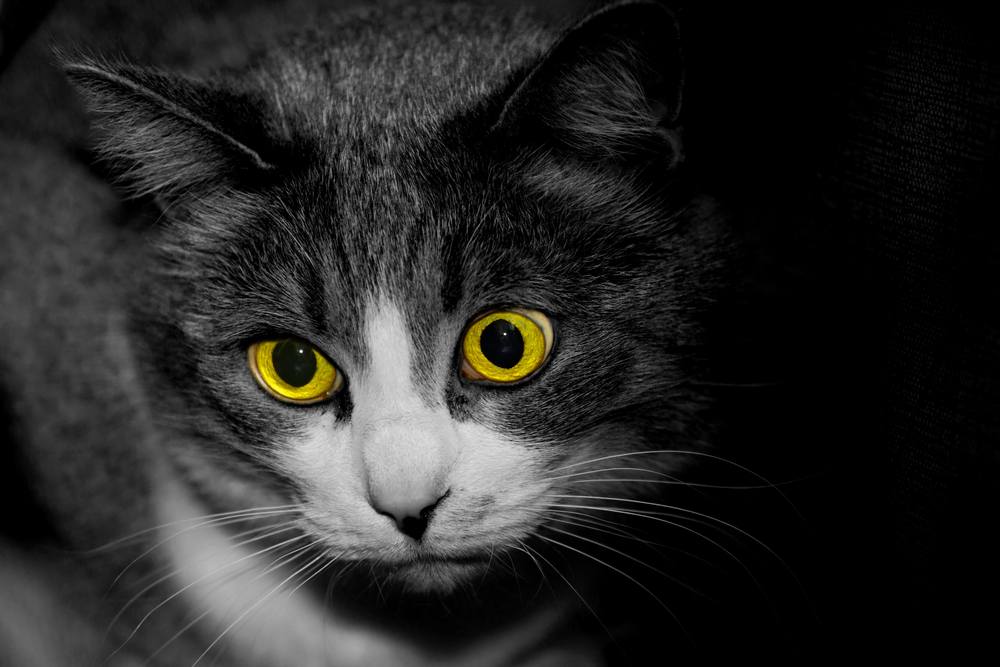 Gato blanco y negro aterrador con ojos amarillos