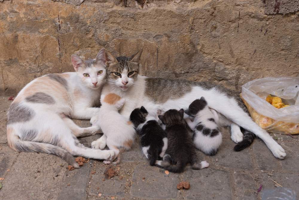 gatos callejeros