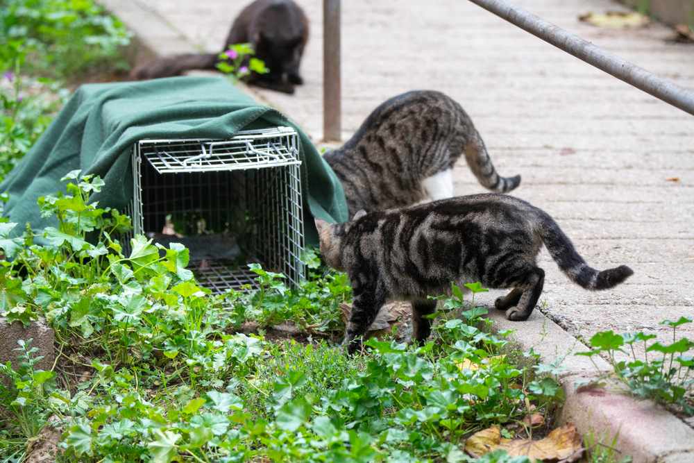 Gatos callejeros que van a una trampa de comida