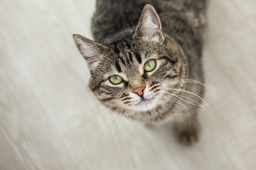 Gato rayado con ojos verdes mira hacia arriba