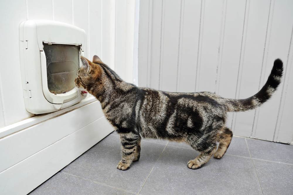 Gato atigrado en una casa frente a una puerta con una gatera