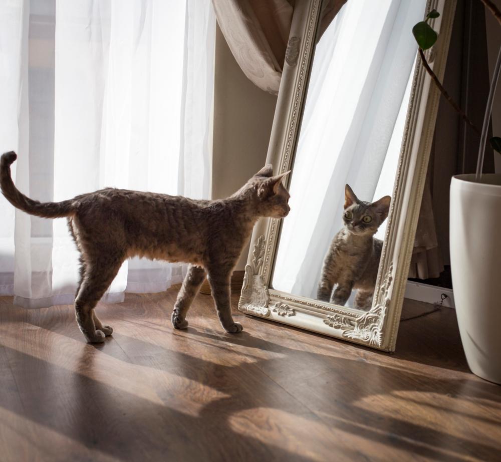 El gato se mira al espejo y se sorprende mucho.