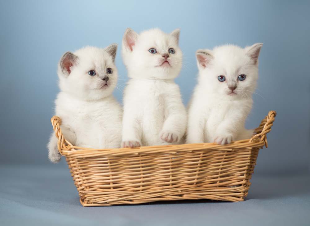 Tres gatitos británicos blancos en una cesta