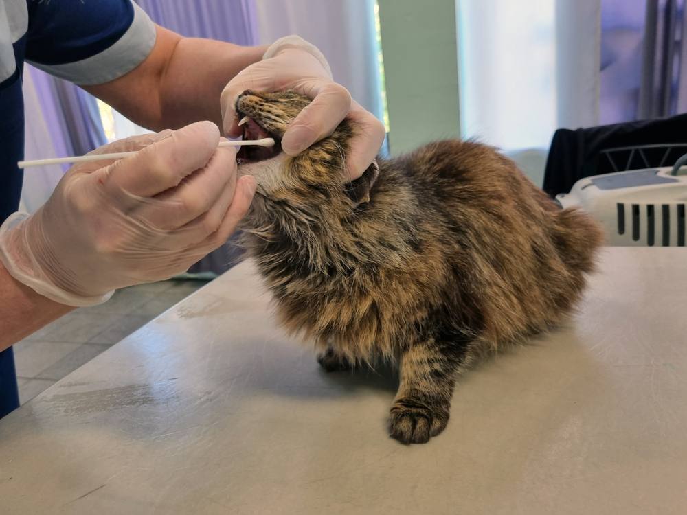 Veterinario en una clínica veterinaria, tomando pruebas PCR para detectar infección