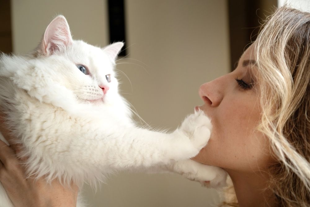 Gato blanco y esponjoso tocando la cara de una mujer con su pata