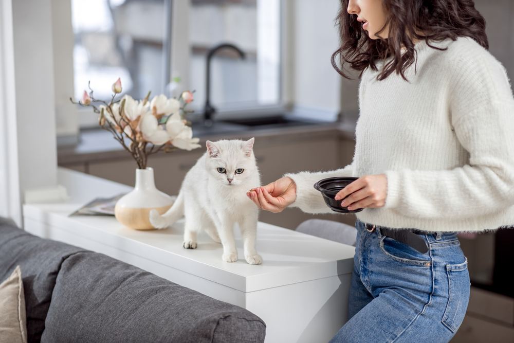 Mujer alimentando a su gato blanco