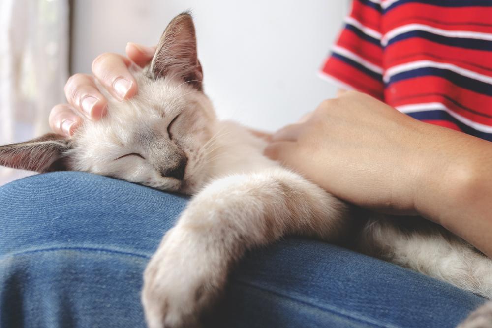 Mujer sosteniendo un pequeño gato blanco mientras duerme