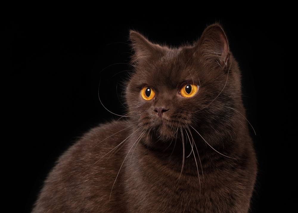 Un joven gato británico de color chocolate fotografiado sobre un fondo negro, mostrando su rico pelaje y su expresión curiosa.