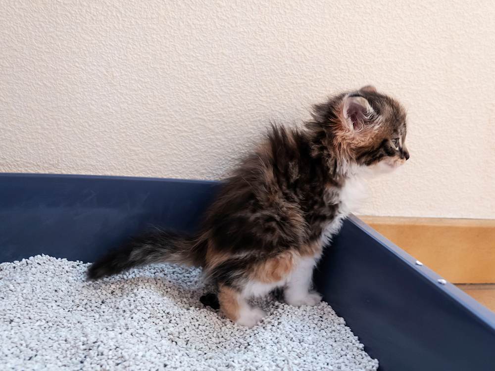 Un gatito pequeño usando el baño y la caja de arena.