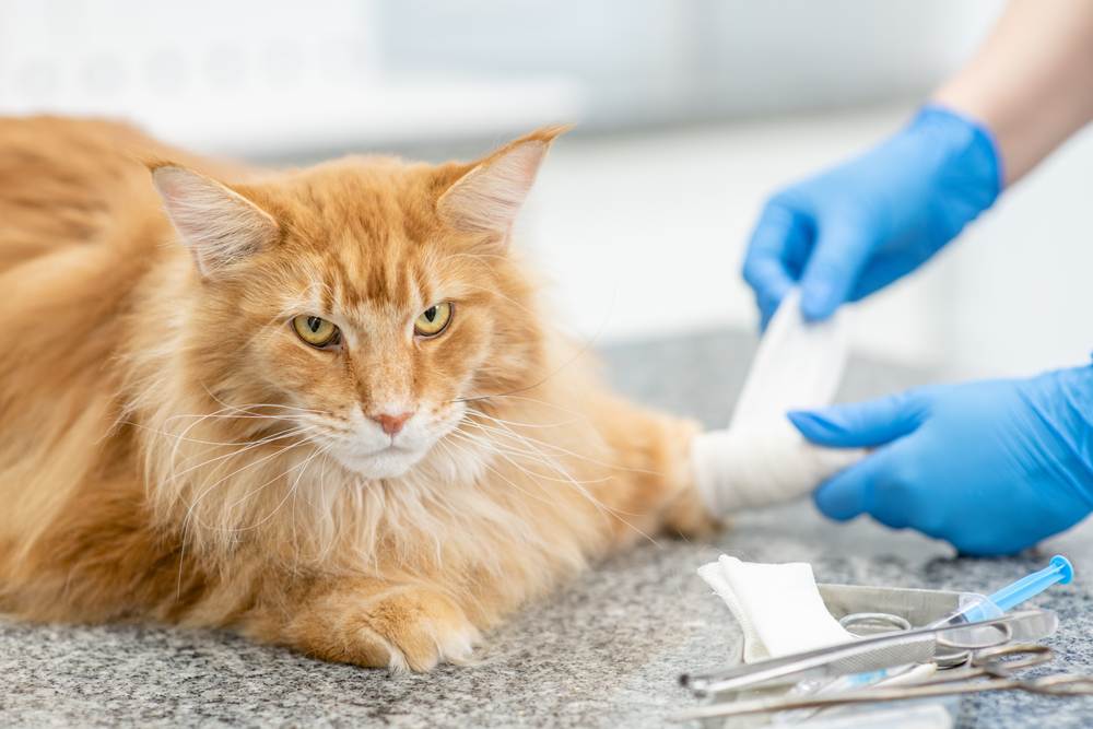 Una imagen que muestra a un veterinario vendando cuidadosamente la pata de un gato Maine Coon adulto, mostrando la importancia de la atención y el cuidado médico adecuados.