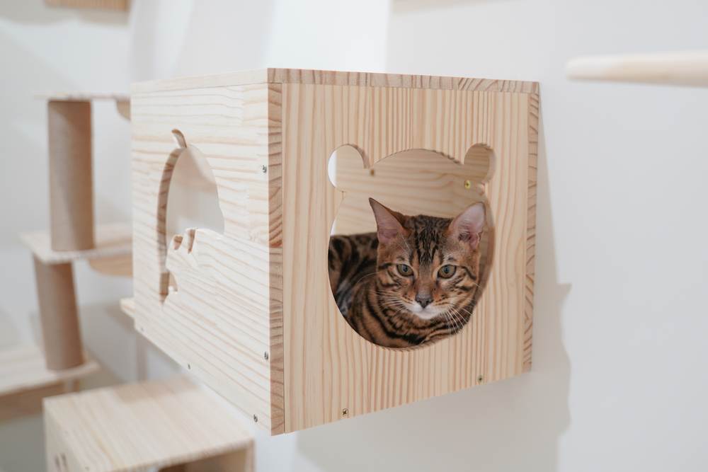 Una imagen que captura a un gato de Bengala sentado graciosamente en el alféizar de una ventana, mirando desde la pared y disfrutando de un punto de vista privilegiado de sus alrededores.