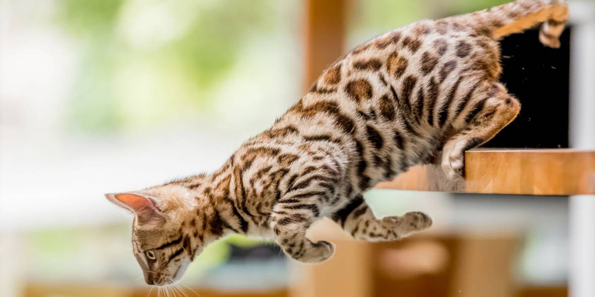 Un joven gatito de Bengala exhibe un salto juguetón desde una mesa de cocina, ejemplificando la naturaleza enérgica y aventurera de la raza, así como el espíritu vivaz de los compañeros felinos.