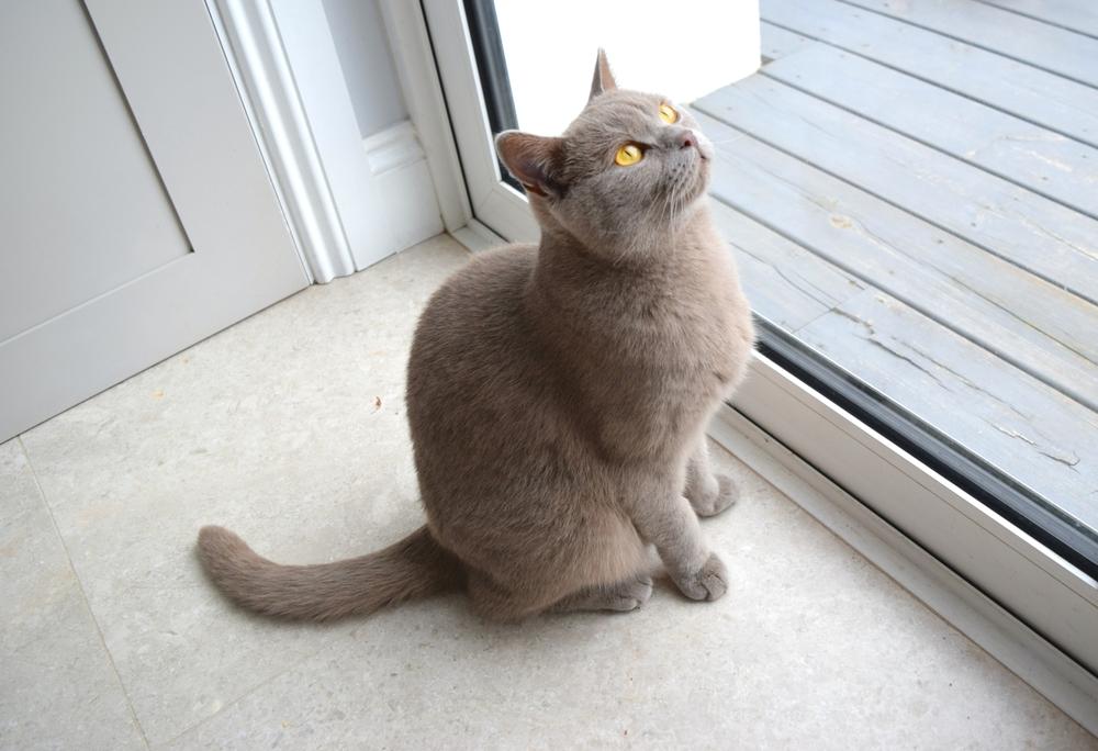 Un gato azul británico de raza pura está sentado junto a la puerta de cristal.