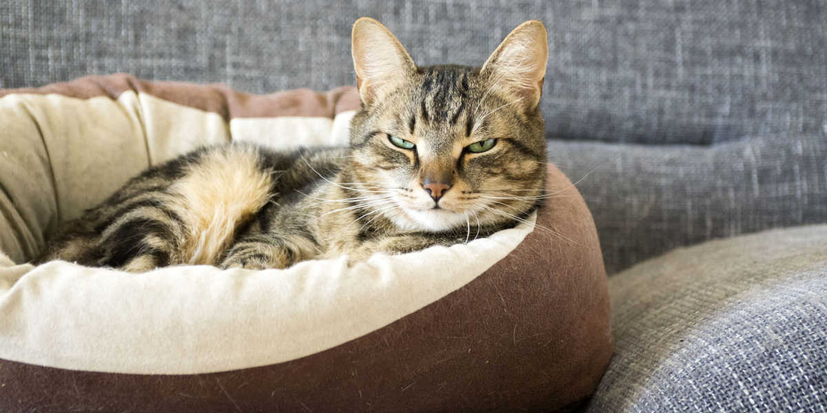 Imagen de un gato recostado tranquilamente en una cómoda cama. El gato descansa cómodamente con los ojos cerrados y su lenguaje corporal transmite relajación.