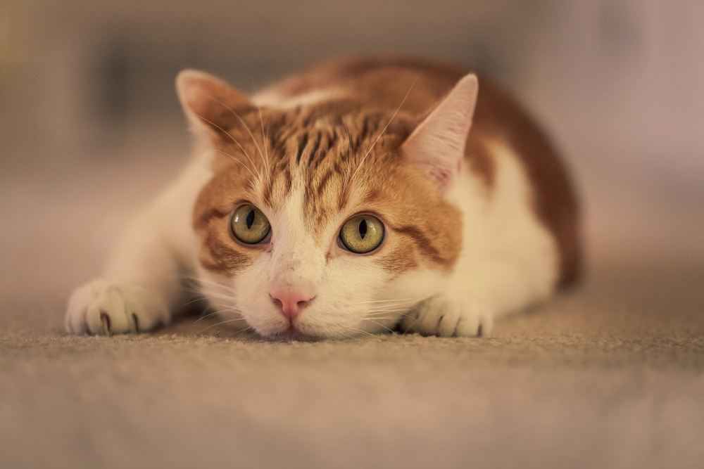 Gato en posición de salto, mostrando su agilidad y alegría.