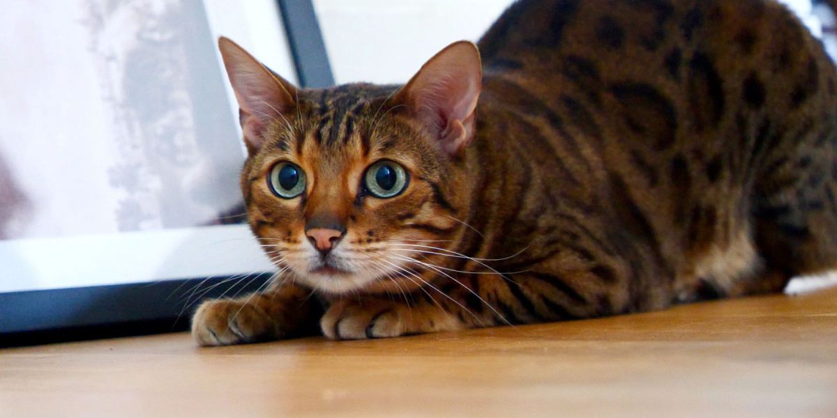 La imagen captura a un gato en una postura preparada y alerta, listo para saltar.