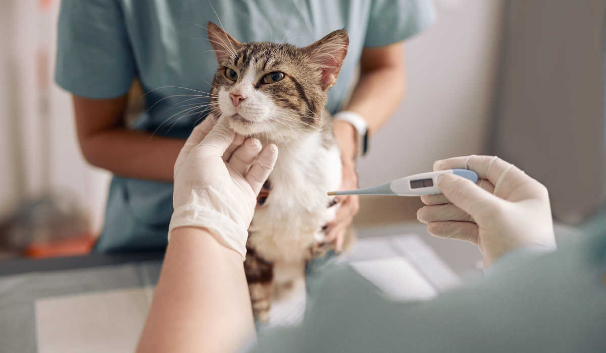 Gato enfermo a temperatura del veterinario