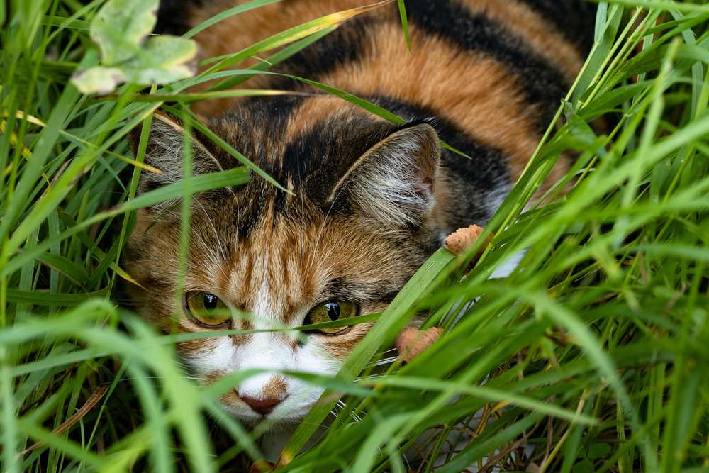 Gato escondido detrás de los arbustos.