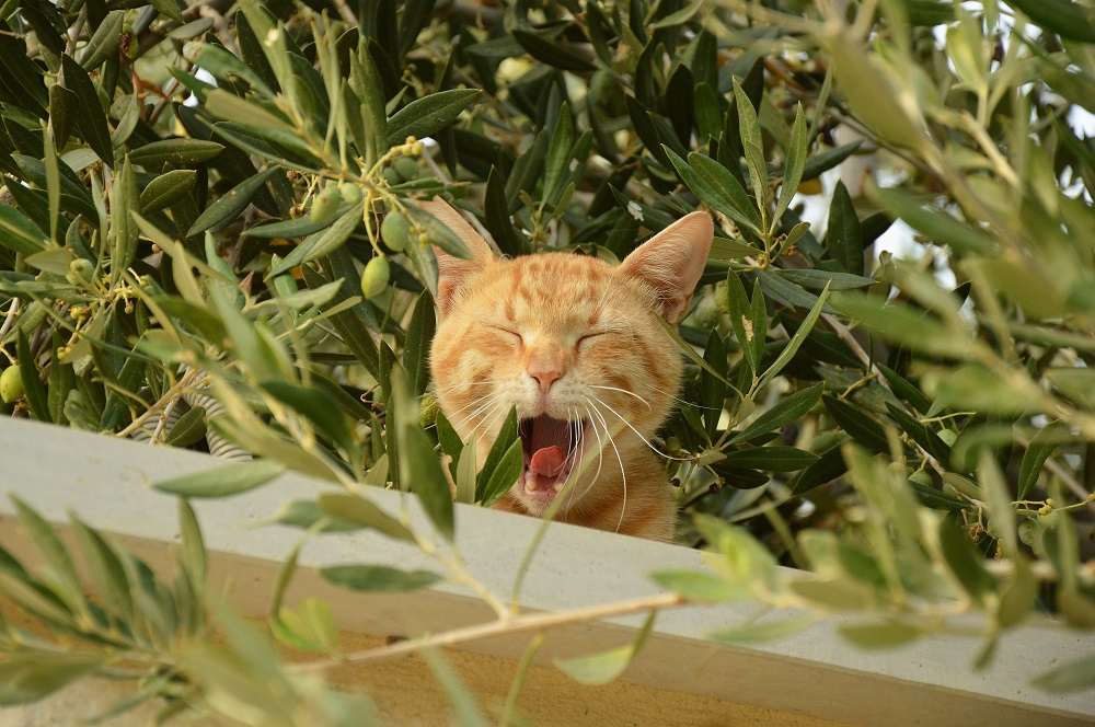 Gato en un jardín