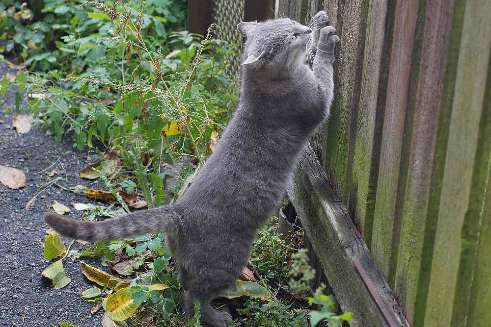 Gato arañando una valla